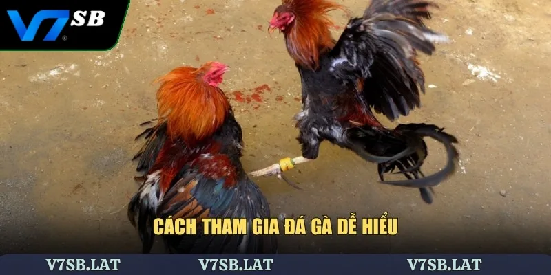 Cách tham gia đá gà dễ hiểu