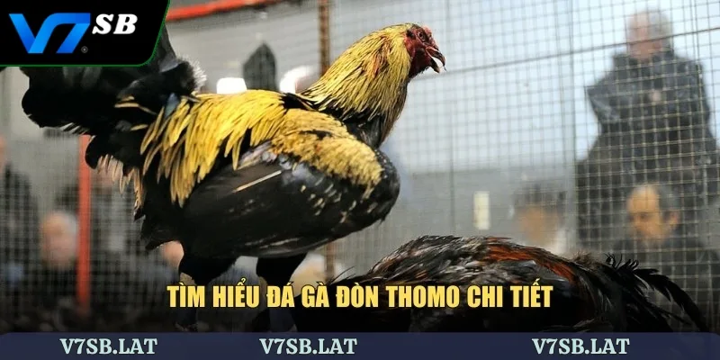 Tìm hiểu đá gà đòn thomo chi tiết